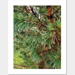Raindrops on Spruce Needles Posters and Art